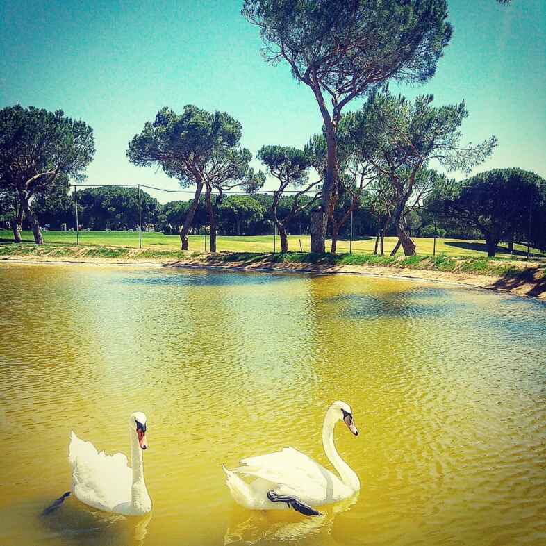 Golf course Pestana Vila Sol 5655