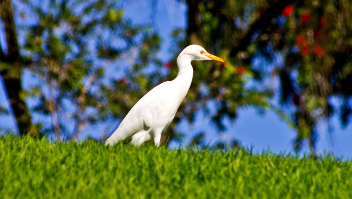 Golf course Los Arqueros Golf & Country Club 4047