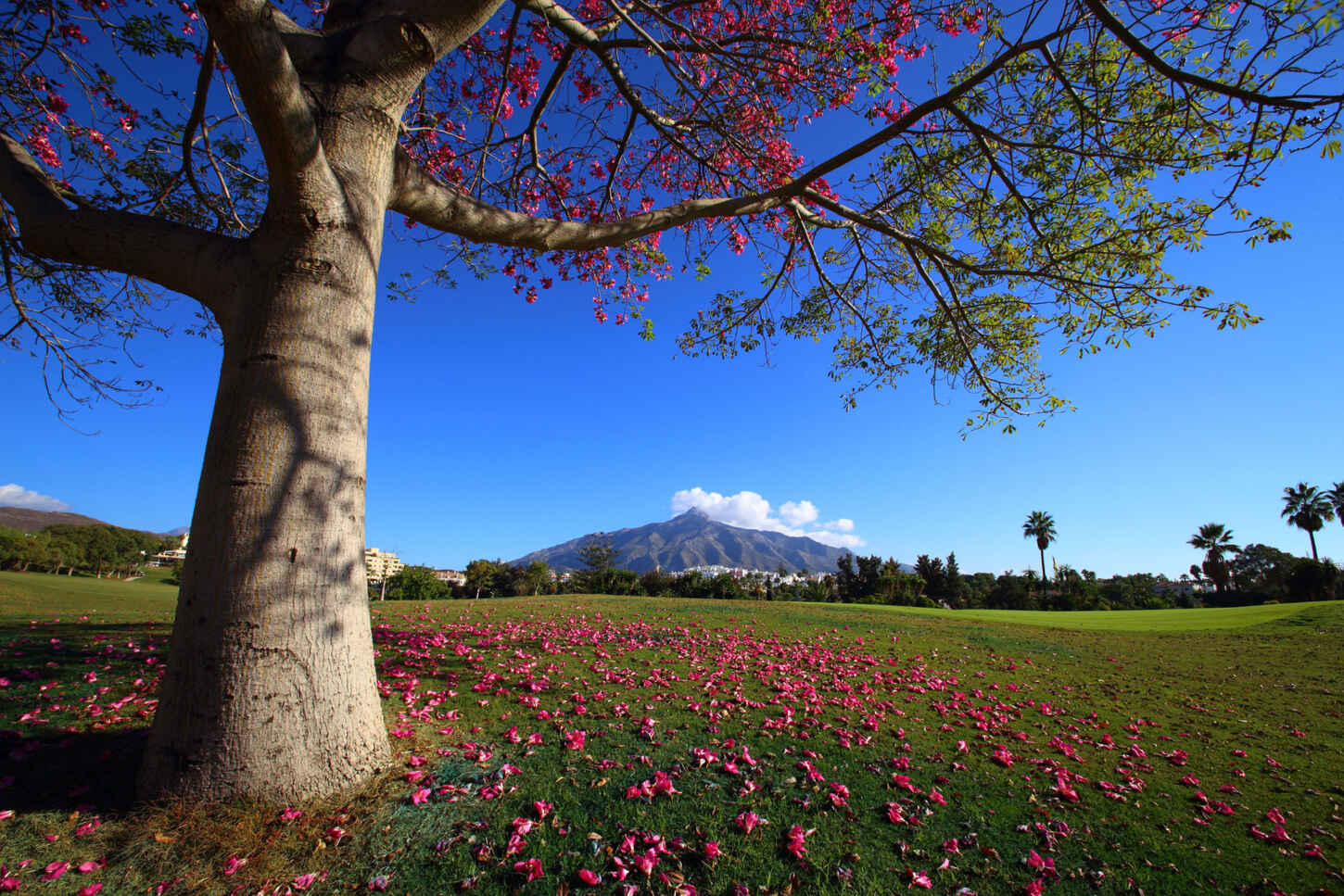 Golf course Real Club de Golf Las Brisas 4224