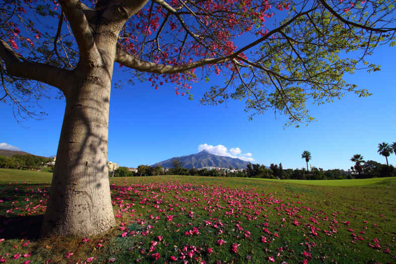 Golf course Real Club de Golf Las Brisas 4224