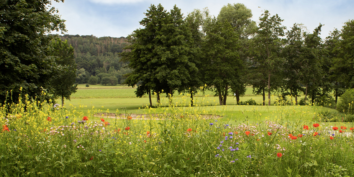 Golfplatz Hamelner Golfclub e.V. 9502