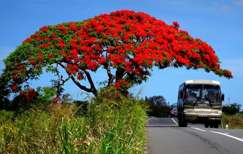 Country Mauritius