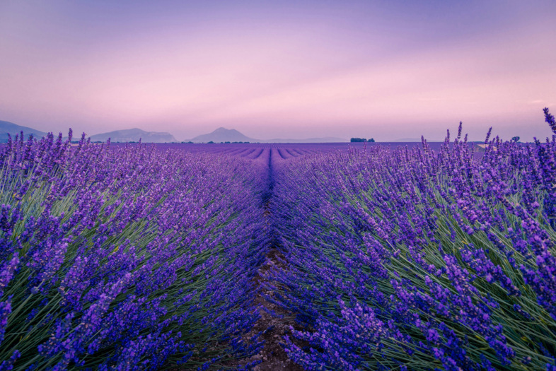 Provence/Frankreich - Foto:unsplash.com