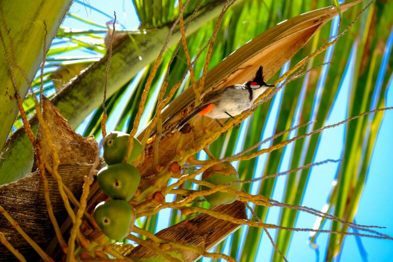 Upper region Nordküste