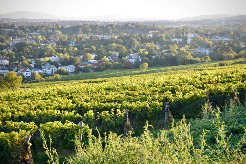 Upper region Burgenland
